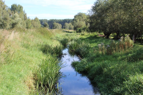 Die Salzwiesen