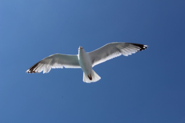 Möwe im Flug