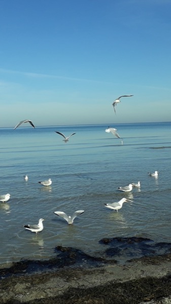 Schwäne auf der Ostsee